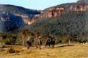 Blue_mountains_horse_riding