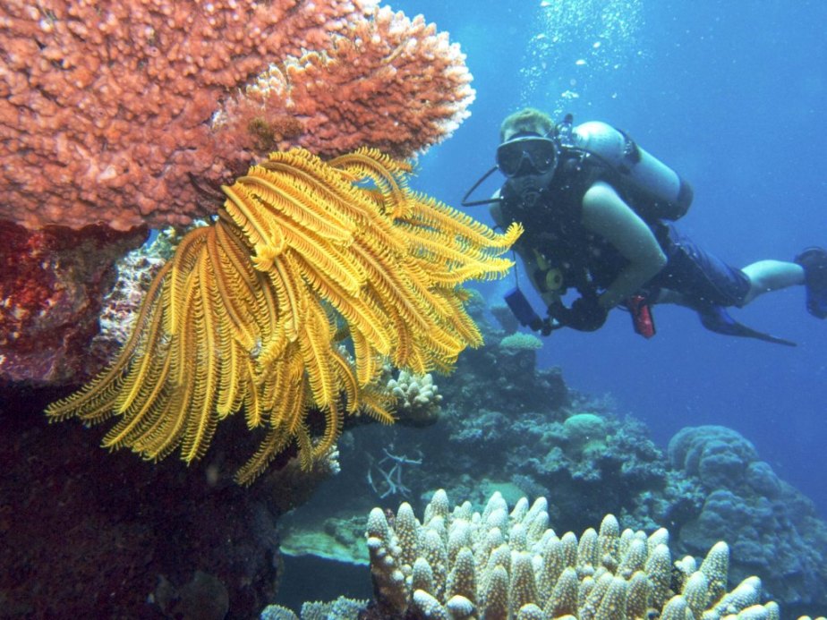 sydney.harbour.dive